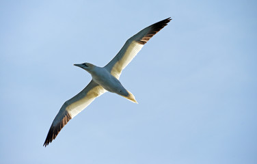 Basstölpel im Flug vor der Sonne