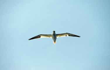Basstölpel im Flug vor der Sonne