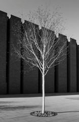 beech on brick