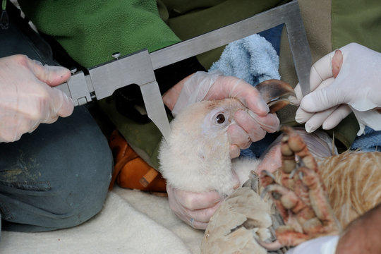 control de la poblaci&oacute;n de buitres en la provincia de Alava, the basque country, Spain, 