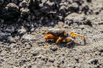 Disabled Mole Cricket (Gryllotalpa gryllotalpa) on a garden soil