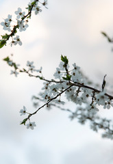 white tree flowers