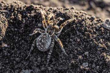 Garden tarantula on a ground hill