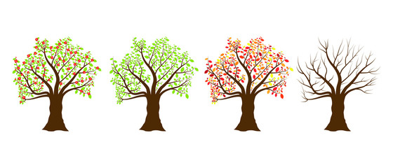 Four seasons tree, spring, summer, autum, winter. Vector illustrations isolated on white background