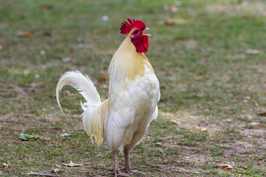 Le coq Fran&ccedil;ais