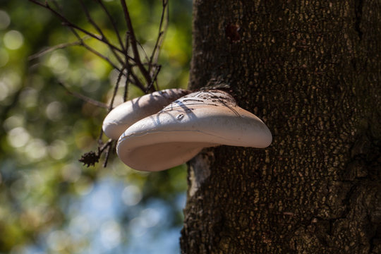 Birkenporling (Piptoporus betulinus)