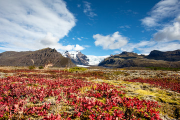 Fototapeta premium Beautiful blooming mountain landscape with blue sky and clouds. Europe. Iceland