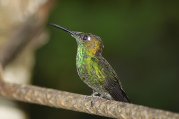 Fototapeta na wymiar Pausa del colibrí