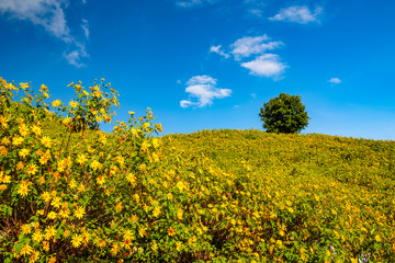 Obraz premium Yellow flowers on the hill