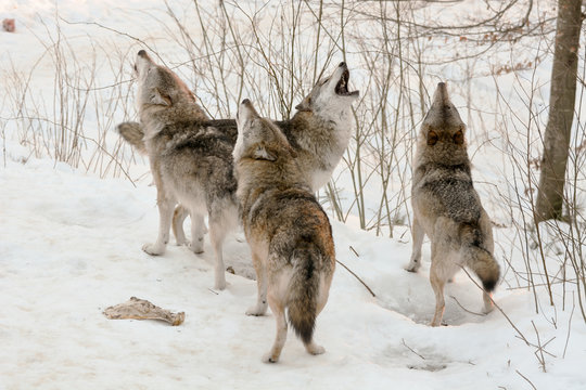 Fototapeta Wolfsgeheul