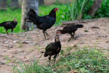 Close up view chick flock is pecking rice kernels on the ground in countryside of Thailand.