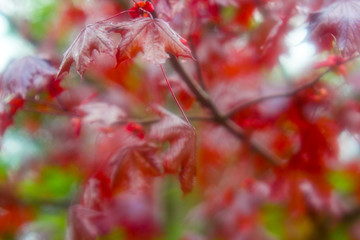 red maple in fog, blurred, red maple tree background