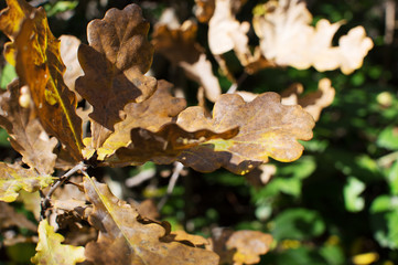 dry oak leaves autumn