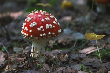 Мухомор в лесу