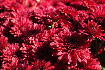 shallow red flowers background