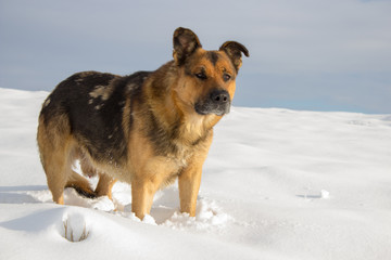 dog in the winter in the snow,The German Shepherd stands in the snow in the field