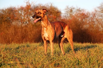 beautiful brindle whippet is standing on a field in the autumn sun