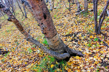 Birch tree trunk