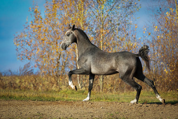 Fototapeta na wymiar Beautiful gray horse running on field on nature background