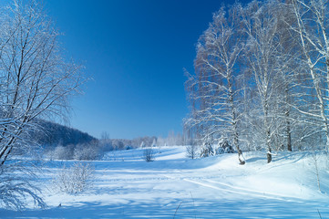 Winter landscape with birch