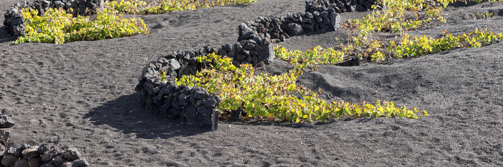 Unique volcanic vineyards on Lanzarote Island. Canary Islands. Spain