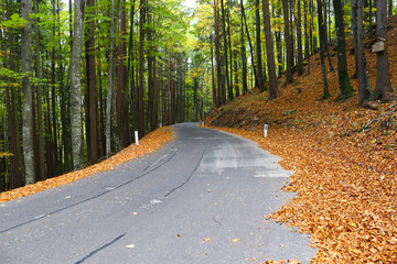 Obraz premium waldweg