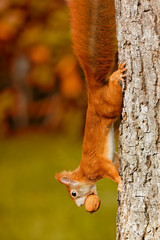 Eichhörnchen