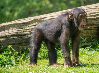 Chimpanzé