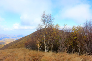Birch tree trunk