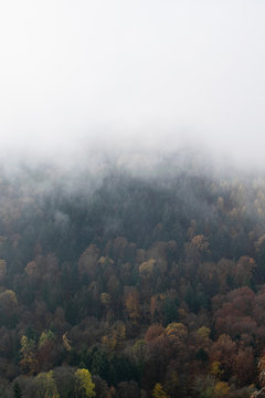 The beautiful and misterious Black Forest in Germany covered with fog