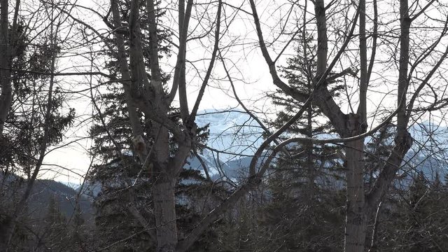 Montagna con neve a Banff, Canada