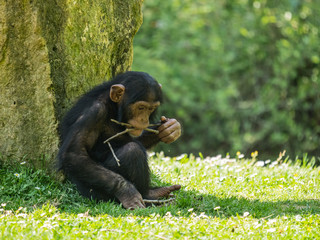 Chimpanzé
