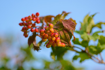 clusters of unripe viburnum berries against a blue sky