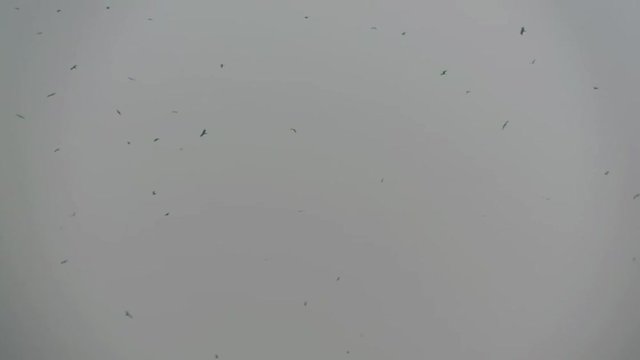 Group of Eagles flying high in sky video