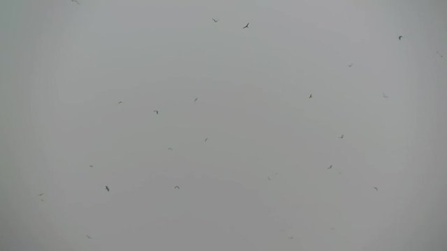Group of Eagles flying high in sky video