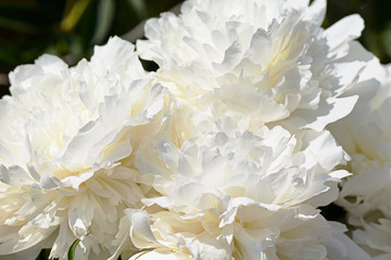 petals of white peonies in the summer garden
