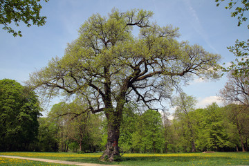 Fototapeta na wymiar Laubbäume im Frühling, Englischer Garten, München, Bayern, Deutschland
