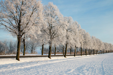 Baumallee im Winter, Bayern, Deutschland