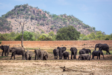 African bush elephant in Kruger National park, South Africa