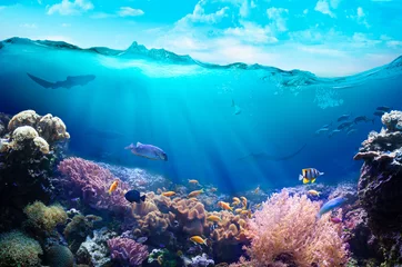 Crédence de cuisine en verre imprimé Récifs coralliens Vue sous-marine de la barrière de corail.