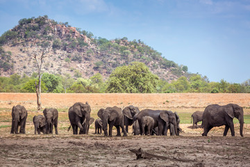 Obraz premium African bush elephant in Kruger National park, South Africa