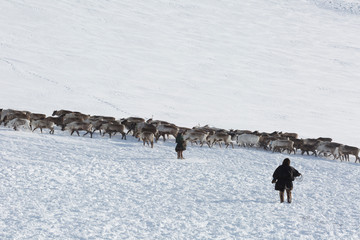 Naklejka premium Nenets reindeer mans catches reindeers on a sunny winter day