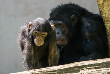 Bébé chimpanzé
