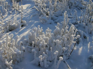 snow covered branches