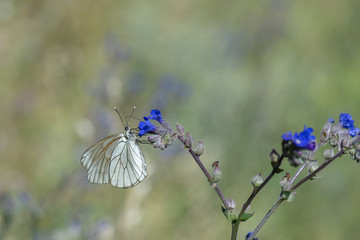 Pieridae / Alıç Kelebeği / Black-veined White / Aporia crataegi