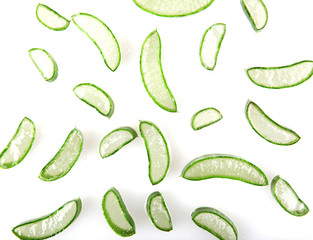 Aloe Vera Plant Isolated On White Background