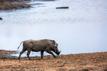 common warthog walking on riverside in Kruger National park, South Africa ; Specie Phacochoerus africanus family of Suidae