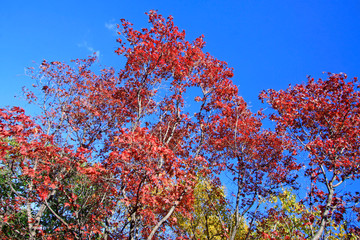 Color trees under blue sky background