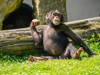 Bébé chimpanzé
