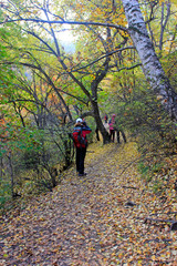 Naklejka premium Outdoor travelers in the forest, Beijing, China